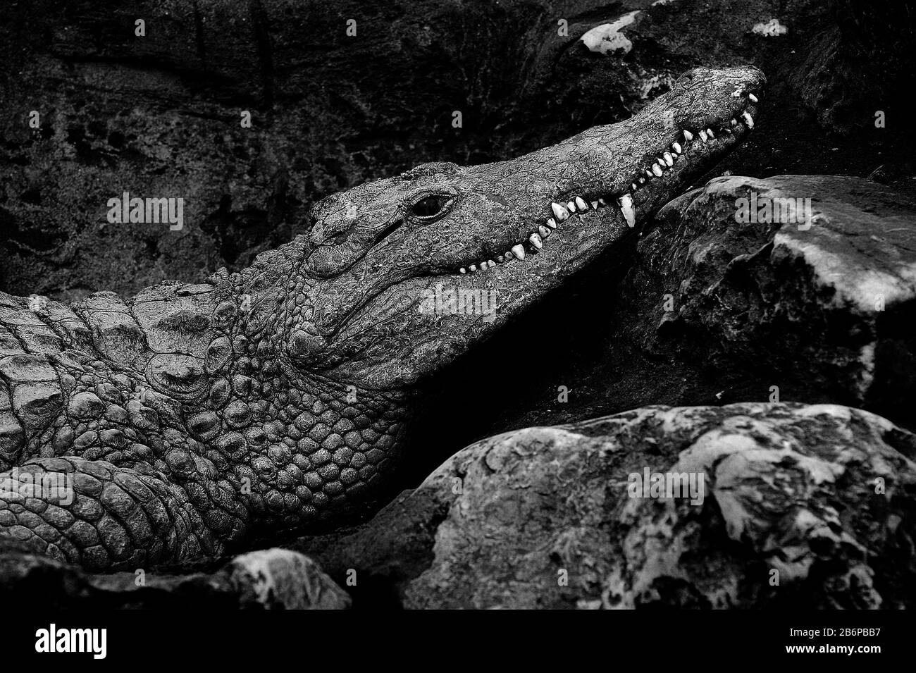 crocodile reposant près d'une rivière avec du sable rouge Banque D'Images