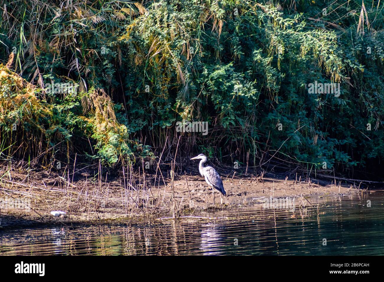 Heron gris entre le Mellow dans le Nil, Assouan Banque D'Images