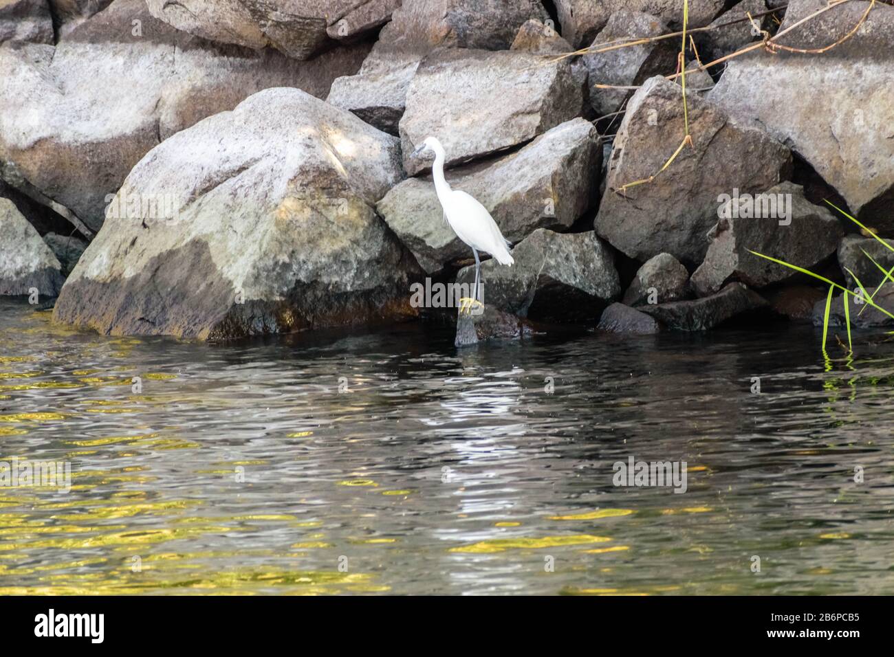 Grand Egret se nourrissant sur les rochers dans le Nil, Assouan Banque D'Images