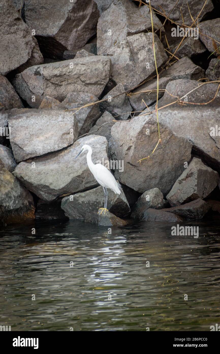 Grand Egret se nourrissant sur les rochers dans le Nil, Assouan Banque D'Images
