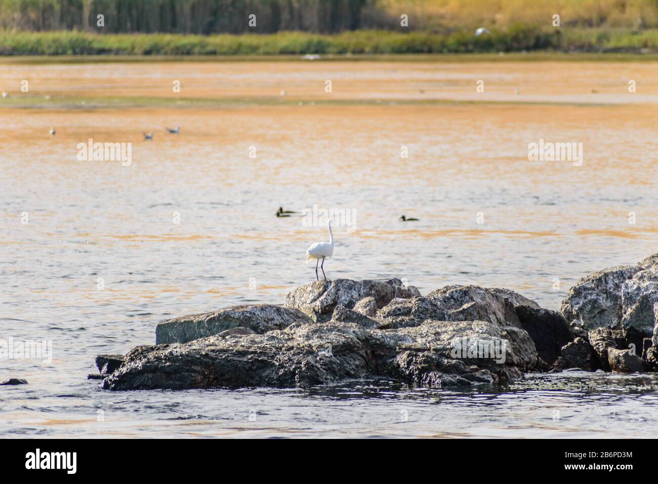 Heron gris volant d'un rocher dans le Nil à Assouan, Egypte Banque D'Images