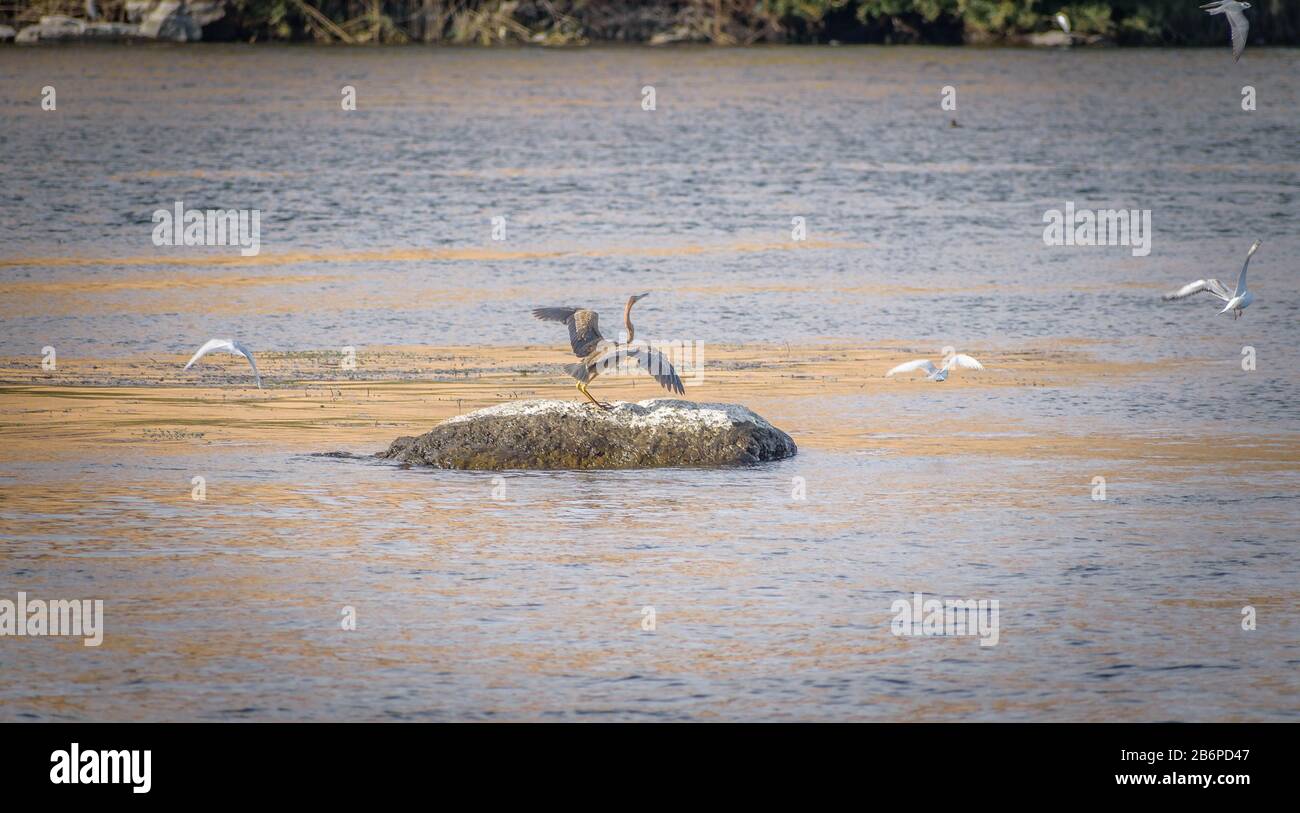 Heron gris volant d'un rocher dans le Nil à Assouan, Egypte Banque D'Images