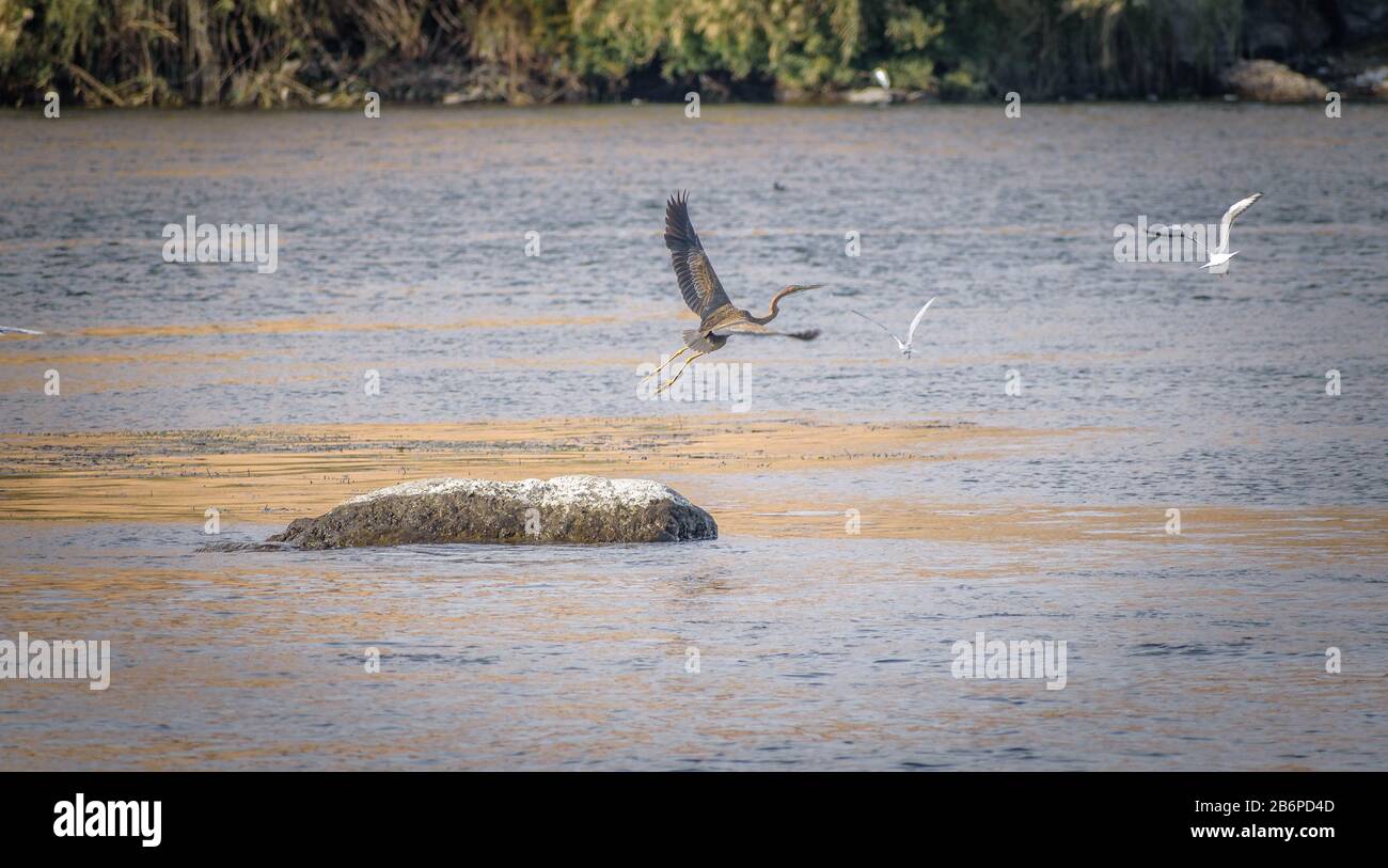 Heron gris volant d'un rocher dans le Nil à Assouan, Egypte Banque D'Images