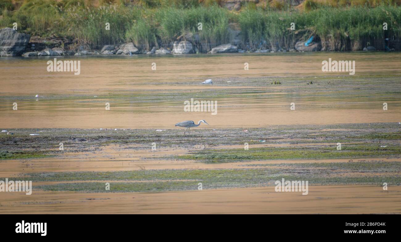 Heron gris volant d'un rocher dans le Nil à Assouan, Egypte Banque D'Images