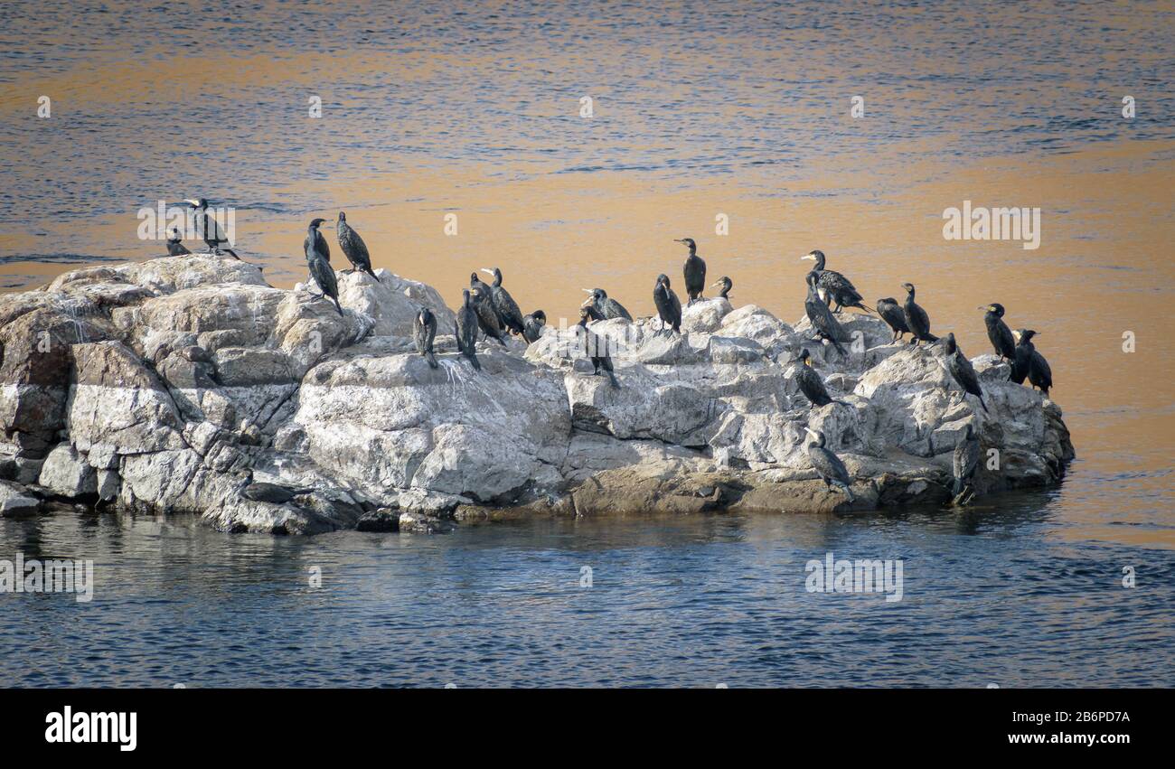 Les oiseaux se réchauffent au soleil d'Assouan sur un rocher au milieu du Nil Banque D'Images