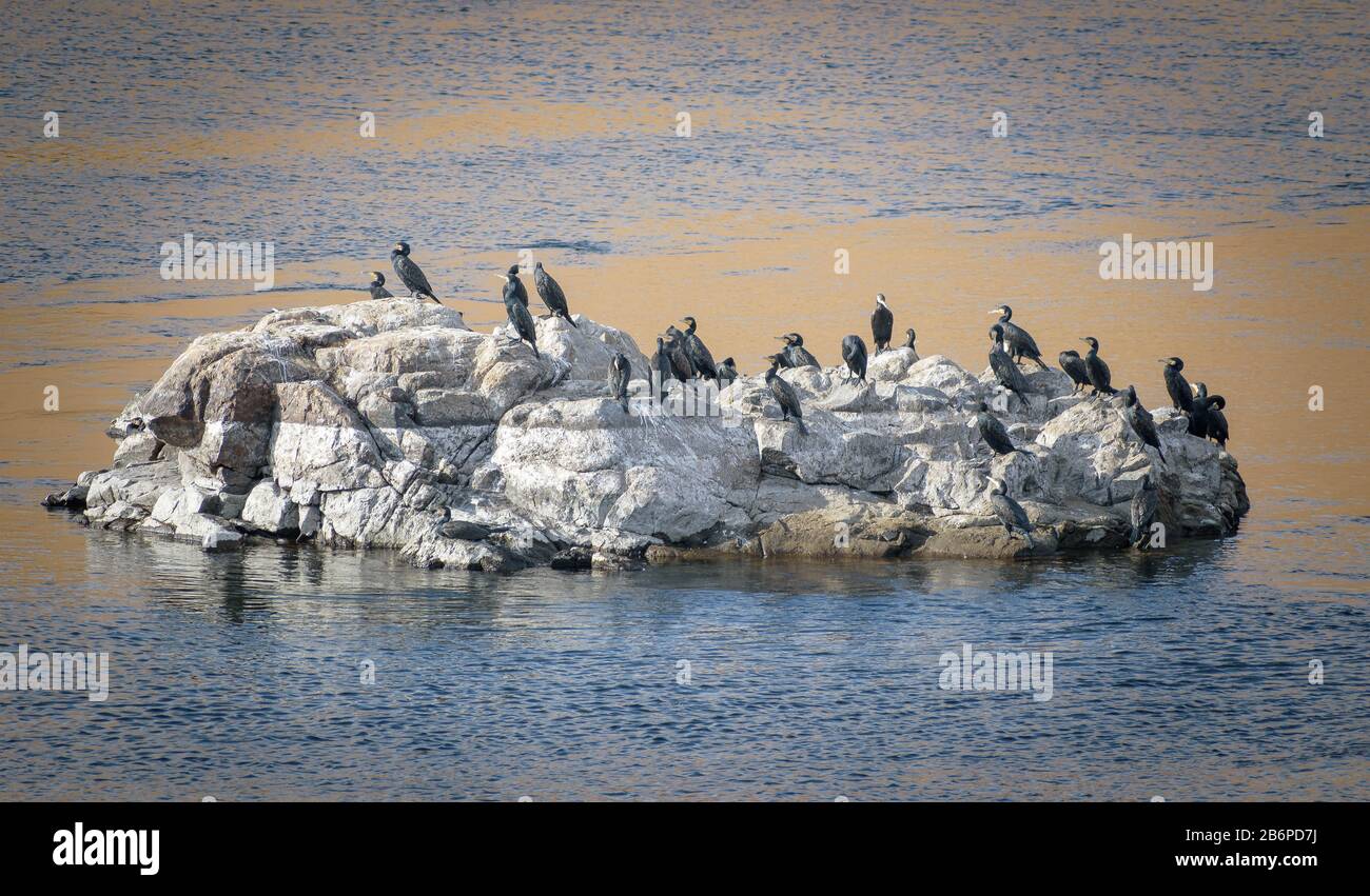 Les oiseaux se réchauffent au soleil d'Assouan sur un rocher au milieu du Nil Banque D'Images