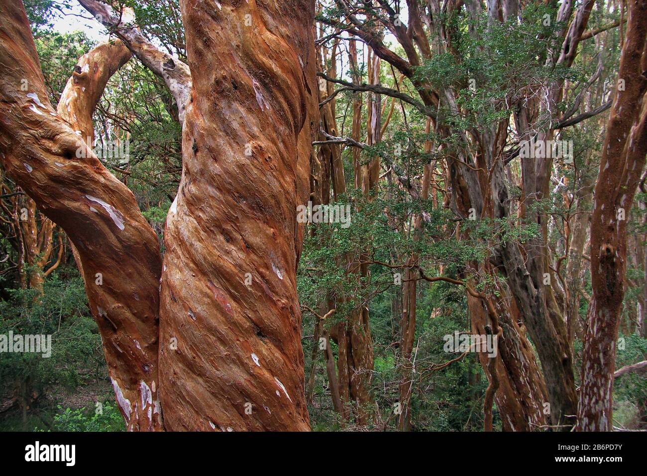 Péninsule de Quetrihué, Neuquen/ Argentine : les myrtles chiliennes dans le parc national de Los Arrayanes Banque D'Images