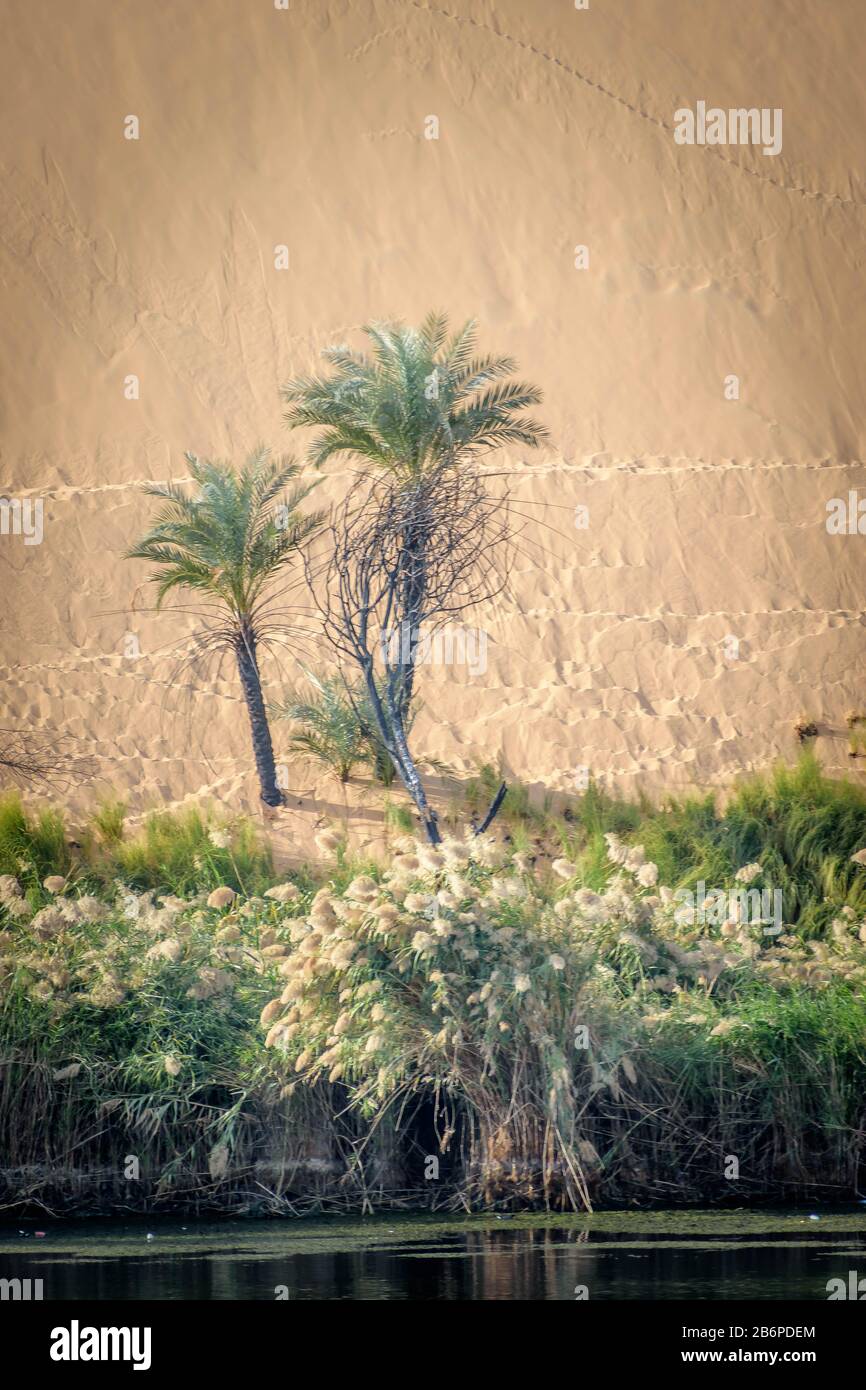 Le Nil à Assouan avec un fond de dunes de sable et de palmiers et de roches Banque D'Images