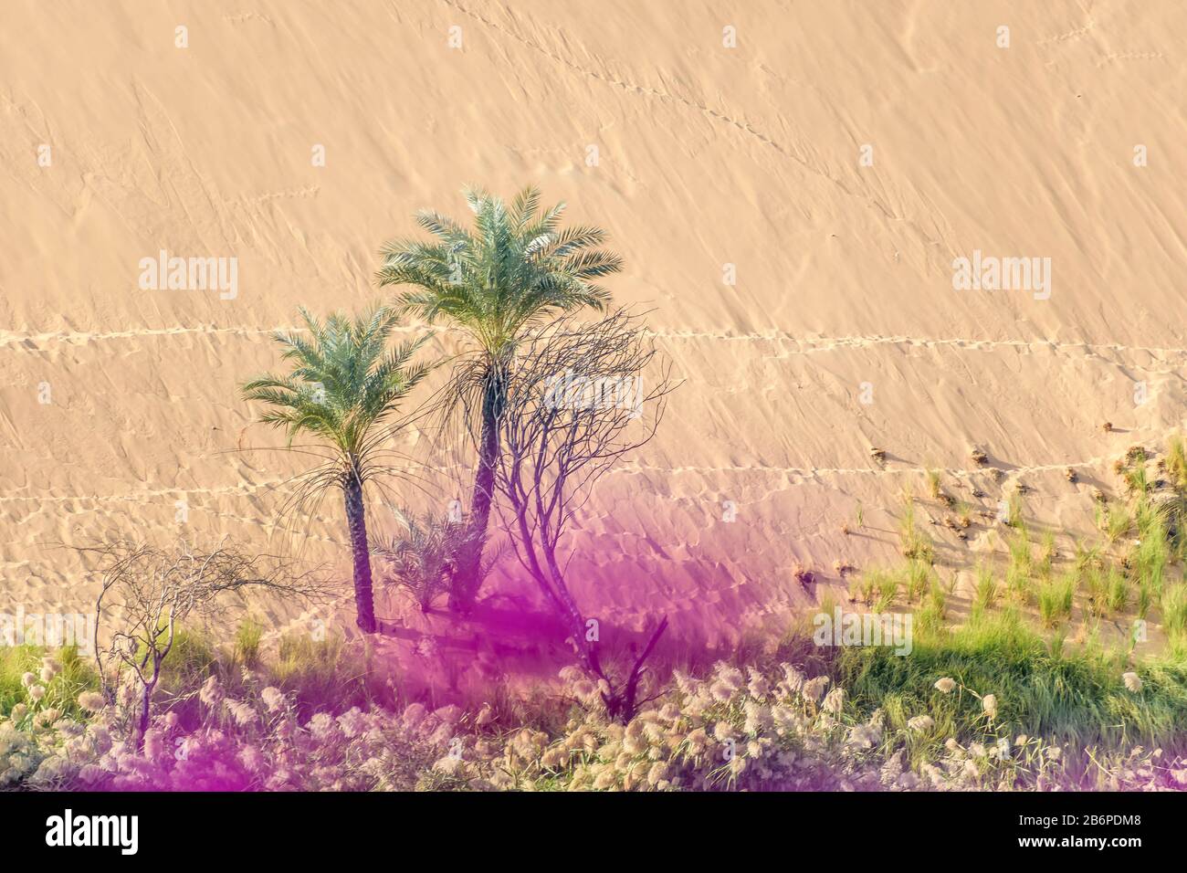 2 palmiers sortant d'une dune de sable Banque D'Images