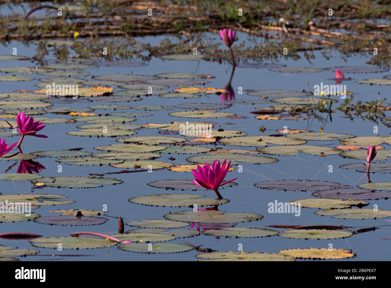 Nénuphars roses dans un lac au Cambodge Banque D'Images