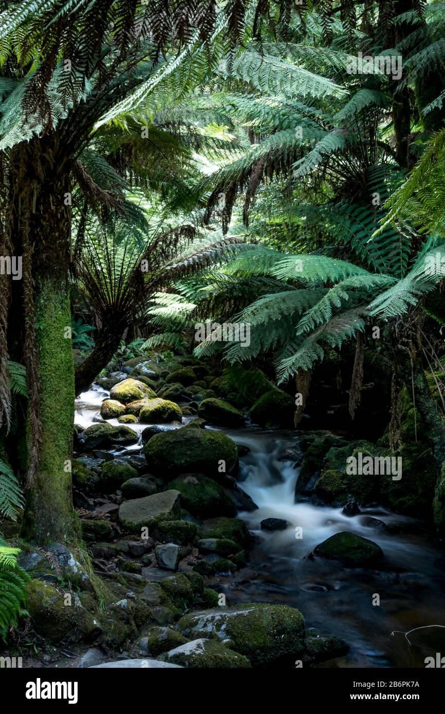 Chutes De St. Columba, Tasmanie Banque D'Images