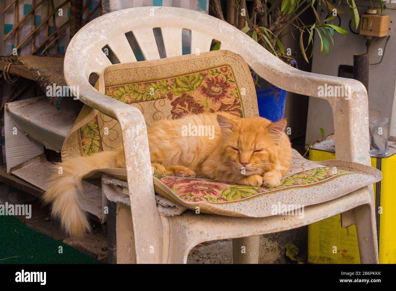 Un Chat De Rue Dort Sur Une Chaise En Dehors D Un Magasin Sur L Ile De Buyukada L Une Des Iles Des Prix Egalement Connue Sous Le Nom D Adalar Dans La Mer De Marmara