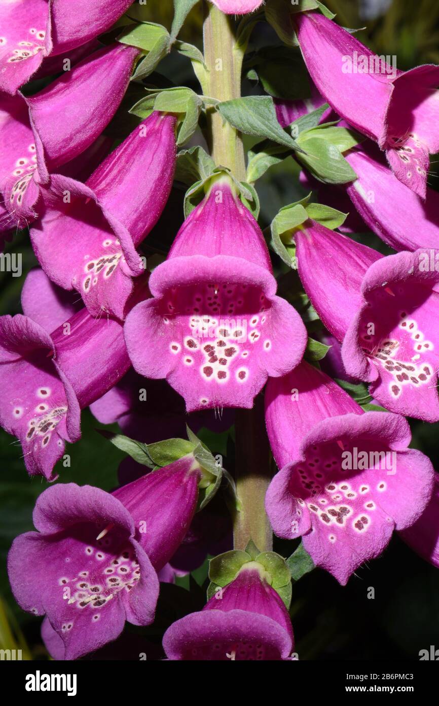 Gros plan du regroupement de fleurs roses chaudes Banque D'Images