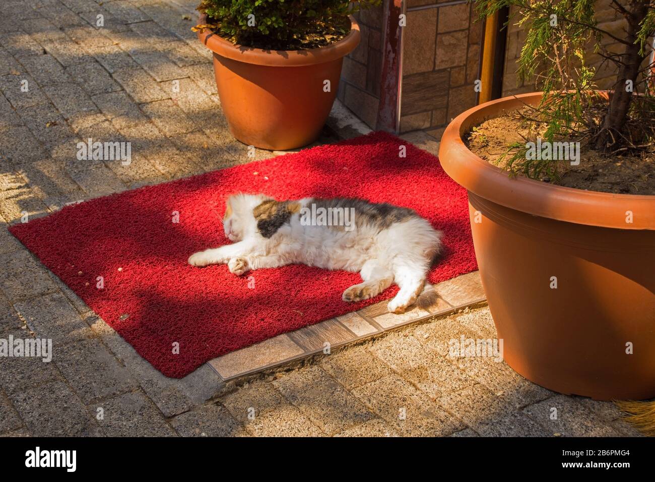 Un chat de rue dort sur un tapis de porte en dehors d'un hôtel sur l'île de Buyukada, l'une des îles des Prix, également connue sous le nom d'Adalar, dans la mer de Marmara de Banque D'Images