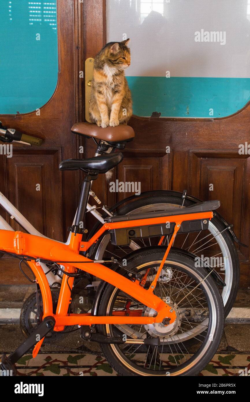 Chat A Velo Banque D Image Et Photos Alamy