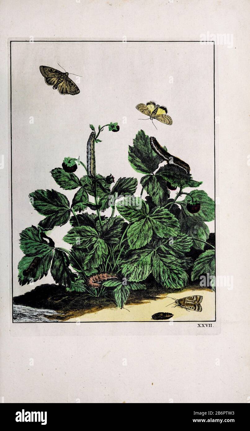 Gravure en copperplate de couleur à la main dessinée et gravée par Jacob l'Admiral à Naauwkeurige Waarneemingen omtrent de veranderingen van veele Insekten (descriptions Exactes des métamorphoses des Insectes), J. Sluyter, Amsterdam, 1774. Pour la deuxième édition, M. Houttuyn a ajouté huit autres plaques à l'original 25. Banque D'Images