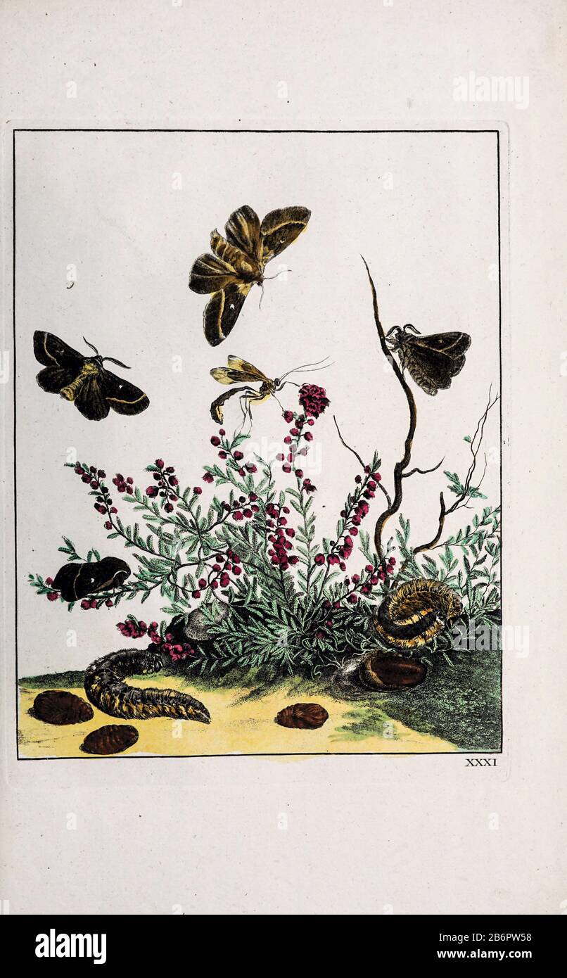 Gravure en copperplate de couleur à la main dessinée et gravée par Jacob l'Admiral à Naauwkeurige Waarneemingen omtrent de veranderingen van veele Insekten (descriptions Exactes des métamorphoses des Insectes), J. Sluyter, Amsterdam, 1774. Pour la deuxième édition, M. Houttuyn a ajouté huit autres plaques à l'original 25. Banque D'Images