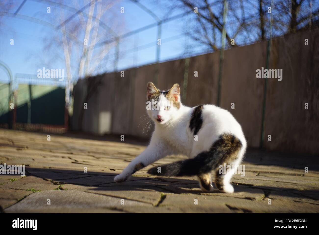 Danse De Chat Blanc Dans La Cour Ensoleillee Joli Portrait D Animal De Compagnie Photo Stock Alamy