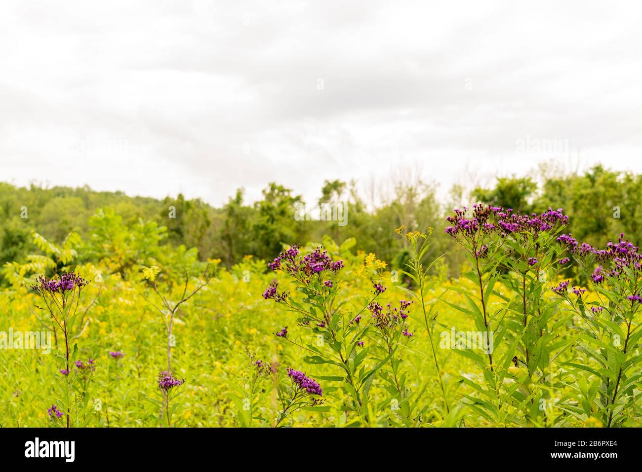 Fleurs sauvages sur un sentier de randonnée dans le parc national de Cuyahoga Valley, Ohio Banque D'Images