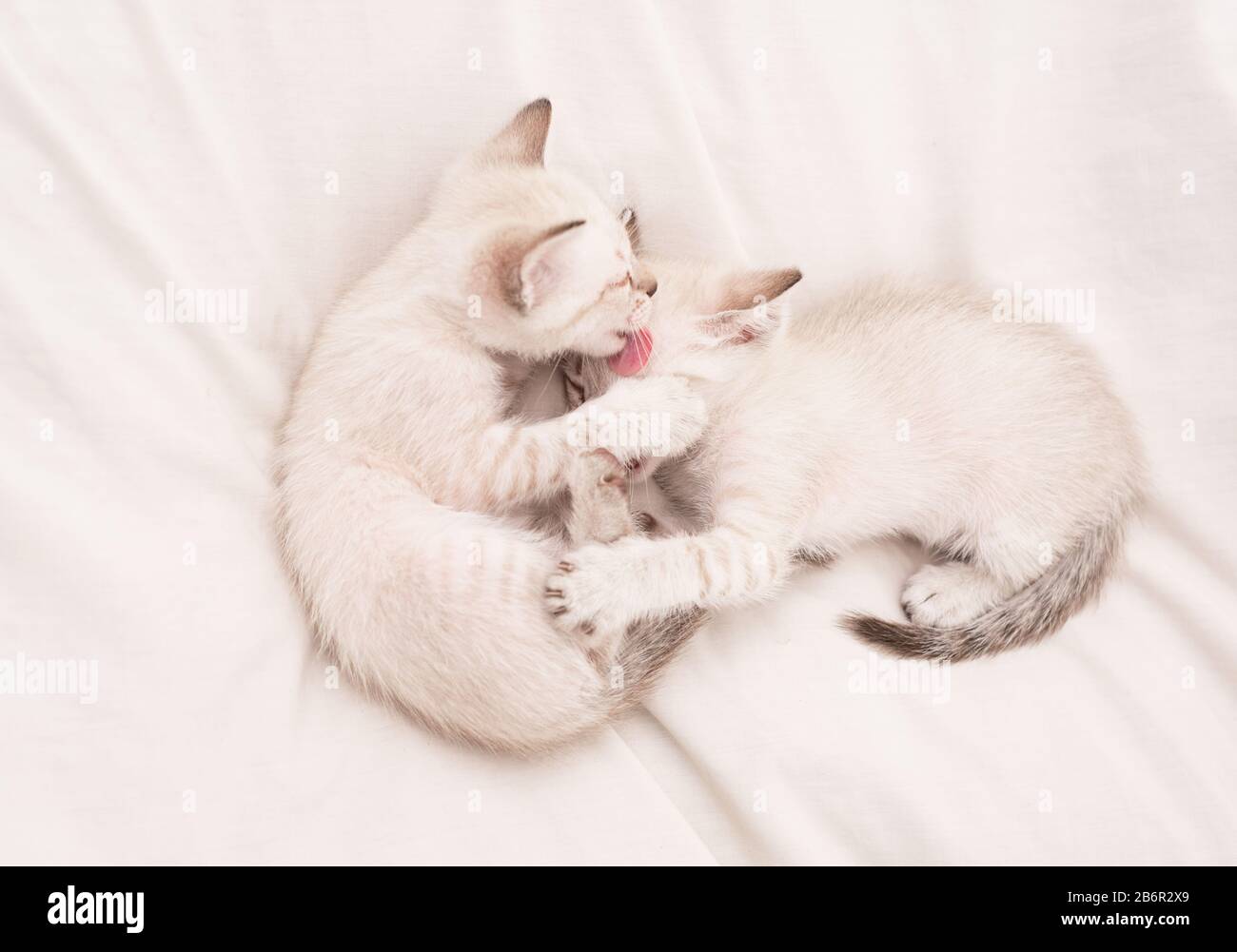 Joli Chaton Blanc Jouant Les Uns Avec Les Autres Les Petits Chatons Mignons Se Detendent Sur Une Couverture Blanche Petit Chat Amour Et Amitie Mignon Chaton Blanc Longhair Britannique Idee De Tendresse Joli Chaton Blanc Jouant Les Uns Avec Les Autres Les Petits Chatons Mignons Se Detendent Sur Une Couverture Blanche Petit Chat Amour Et Amitie Mignon Chaton Blanc Longhair Britannique Idee De Tendresse