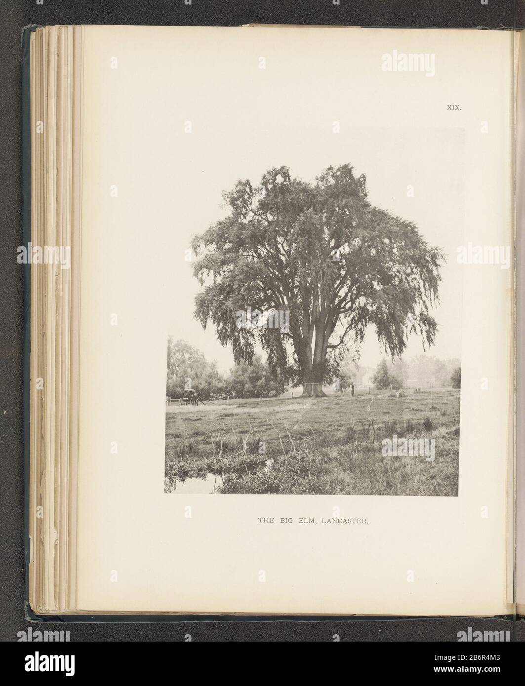 Gezicht op een iep in een weiland te Lancaster The Big elm, Lancaster (titel op object) vue d'un arbre d'orme dans un pré LancasterThe Big elm, Lancaster (title object) Type de bien: Photomécanique print page Numéro d'article: RP-F 2001-7-1063-19 Inscriptions / marques: Numéro, recopié à 'XIX' Fabricant: Photographe: Henry Brooksclichémaker: Fabrication anonyme: Photographe: Lancasterclichémaker: USA Date: Vers 1880 - ou pour 1890 matériau: Technique du papier: Mesures de la pression lumineuse: Imprimé: H 222 mm × W 177 mmToeliechtFoto après page 42. Objet: Arbres: Elmfour-roues, an Banque D'Images