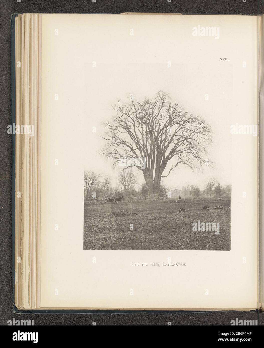 Gezicht op een iep in een weiland te Lancaster The Big elm, Lancaster (titel op object) vue d'un arbre d'orme dans un pré LancasterThe Big elm, Lancaster (title object) Type de bien: Photomécanique print page Numéro d'article: RP-F 2001-7-1063-18 Inscriptions / marques: Numéro, recopié à 'XVIII' Fabricant: Photographe: Henry Brooksclichémaker: Fabrication anonyme: Photographe: Lancasterclichémaker: USA Date: Vers 1880 - ou pour 1890 matériau: Technique du papier: Mesures de la pression lumineuse: Imprimé: H 222 mm × W 177 mmToeliechtFoto après page 42. Objet: Arbres: Elmfour-roues, Banque D'Images