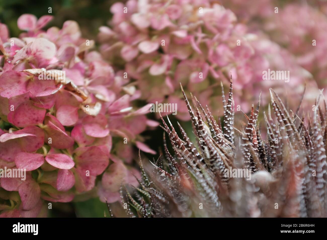 Hydrangea Rose et zèbre succulent Banque D'Images
