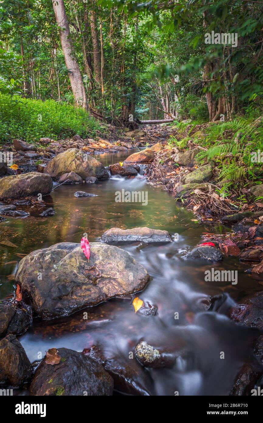 Point de vue bas d'un ruisseau luxuriant et immaculé qui traverse l'écosystème de la forêt tropicale dans l'Extrême-Nord du Queensland, en Australie. Banque D'Images