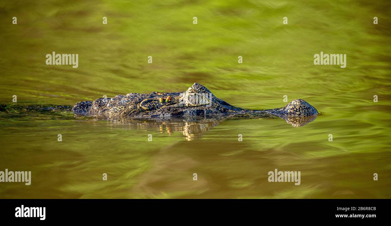 Cayman se dirige à la surface de l'eau. Brésil. Parc national de Pantanal. Amérique du Sud. Banque D'Images