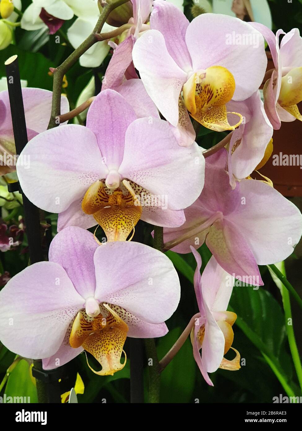 Les Orchidés ou les Orchidaceae, jaune et blanc, Droitwich Spa, Angleterre, Royaume-Uni, 10/03/2020, Les Orchidés ou les Orchidaceae sont une variété et des larges prea Banque D'Images