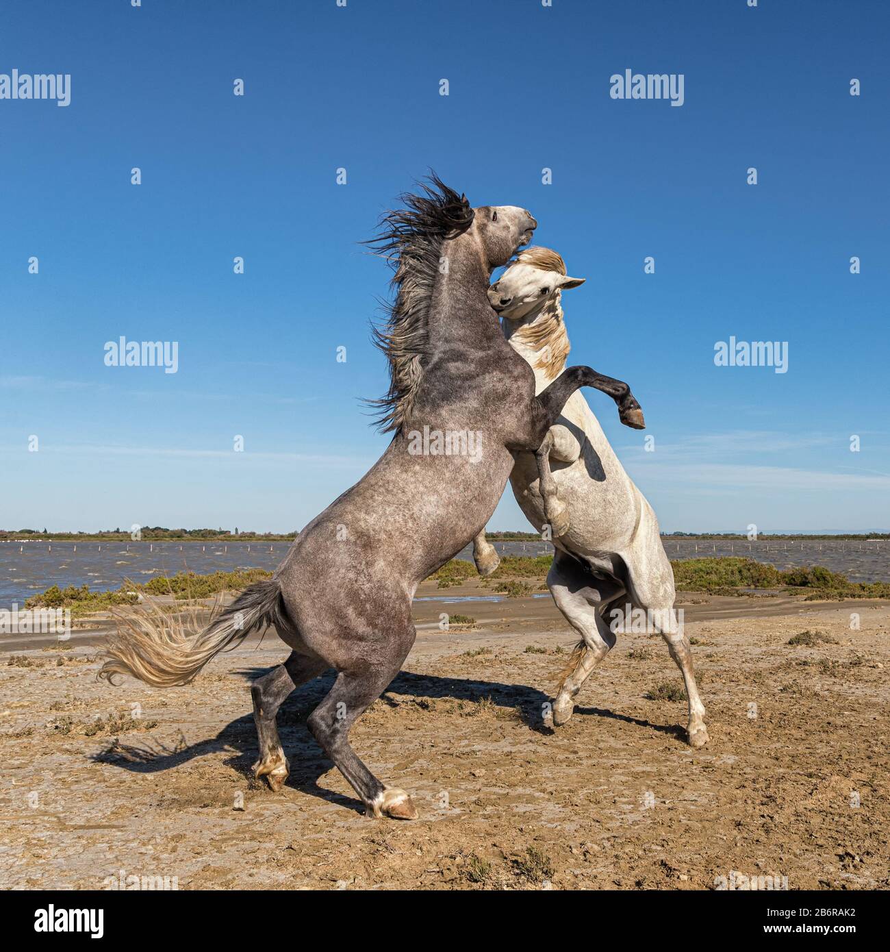 Chevaux Camargue (Equus caballus) etalons, combats dans l'eau près de Saintes Maries-de-la-Mer, Camargue, France, Europe Banque D'Images