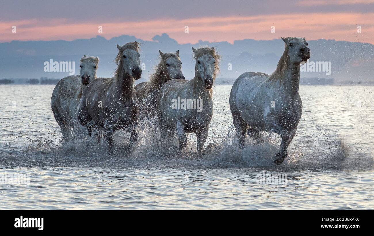 Chevaux Camargue (Equus caballus), gallopping dans de l'eau près de Saintes Maries-de-la-Mer, Camargue, France, Europe Banque D'Images
