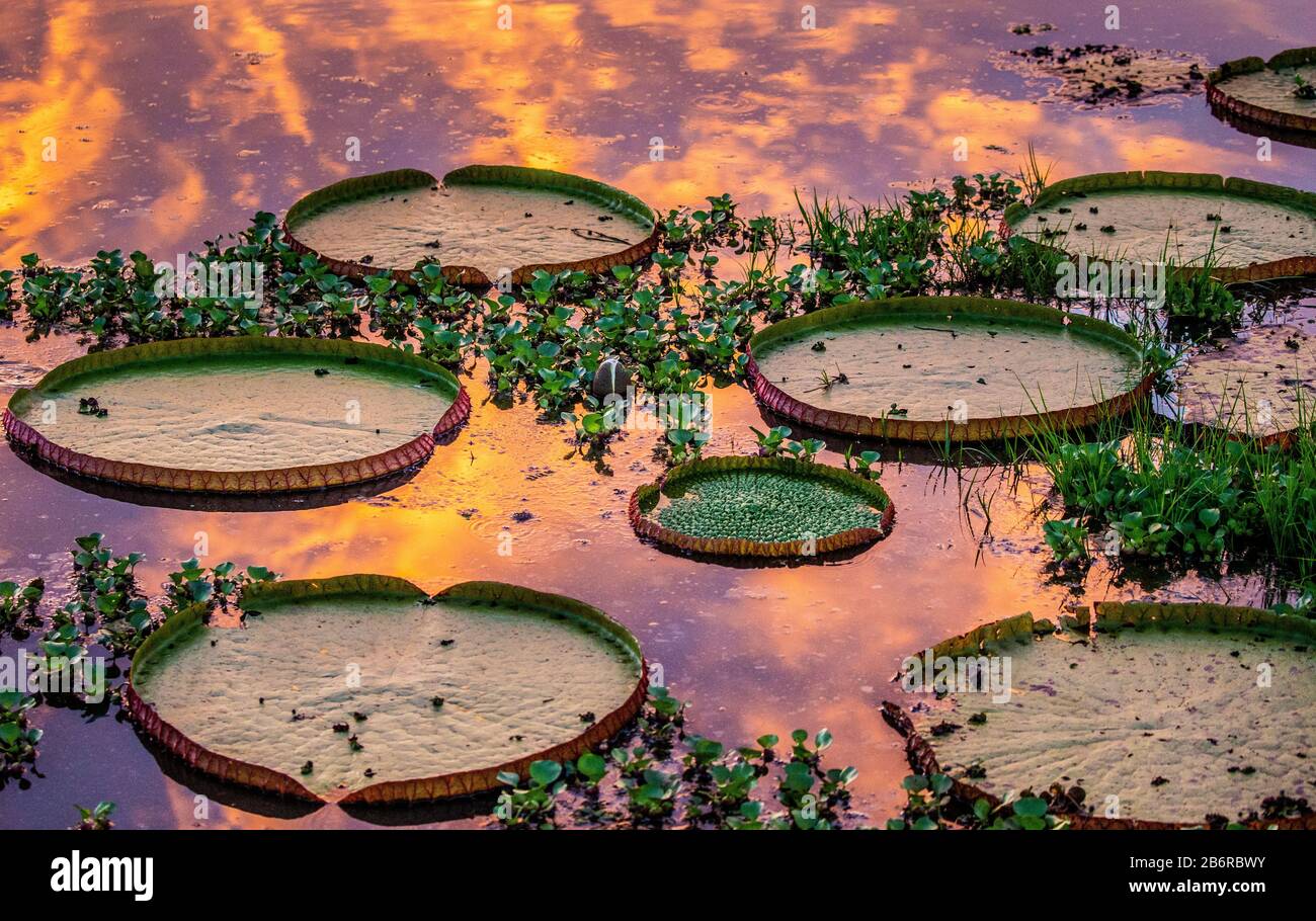 Des vagues du plus grand nénuphars (Victoria amazonica) à la surface de l'eau dans les rayons du soleil couchant. Superbe ombre rose de l'eau. Brésil. Banque D'Images