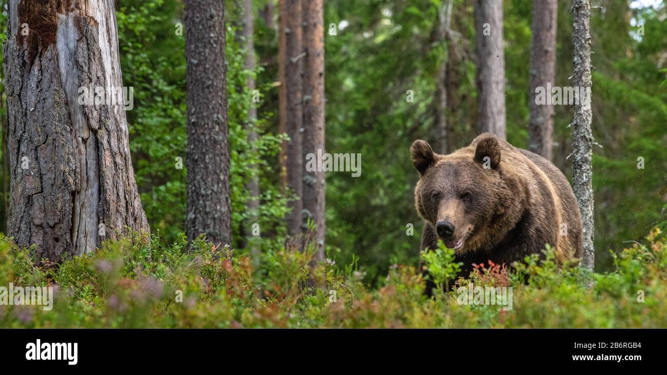 Mâle adulte d'ours brun dans la forêt. Nom scientifique: Ursus arctos. Habitat naturel. Banque D'Images