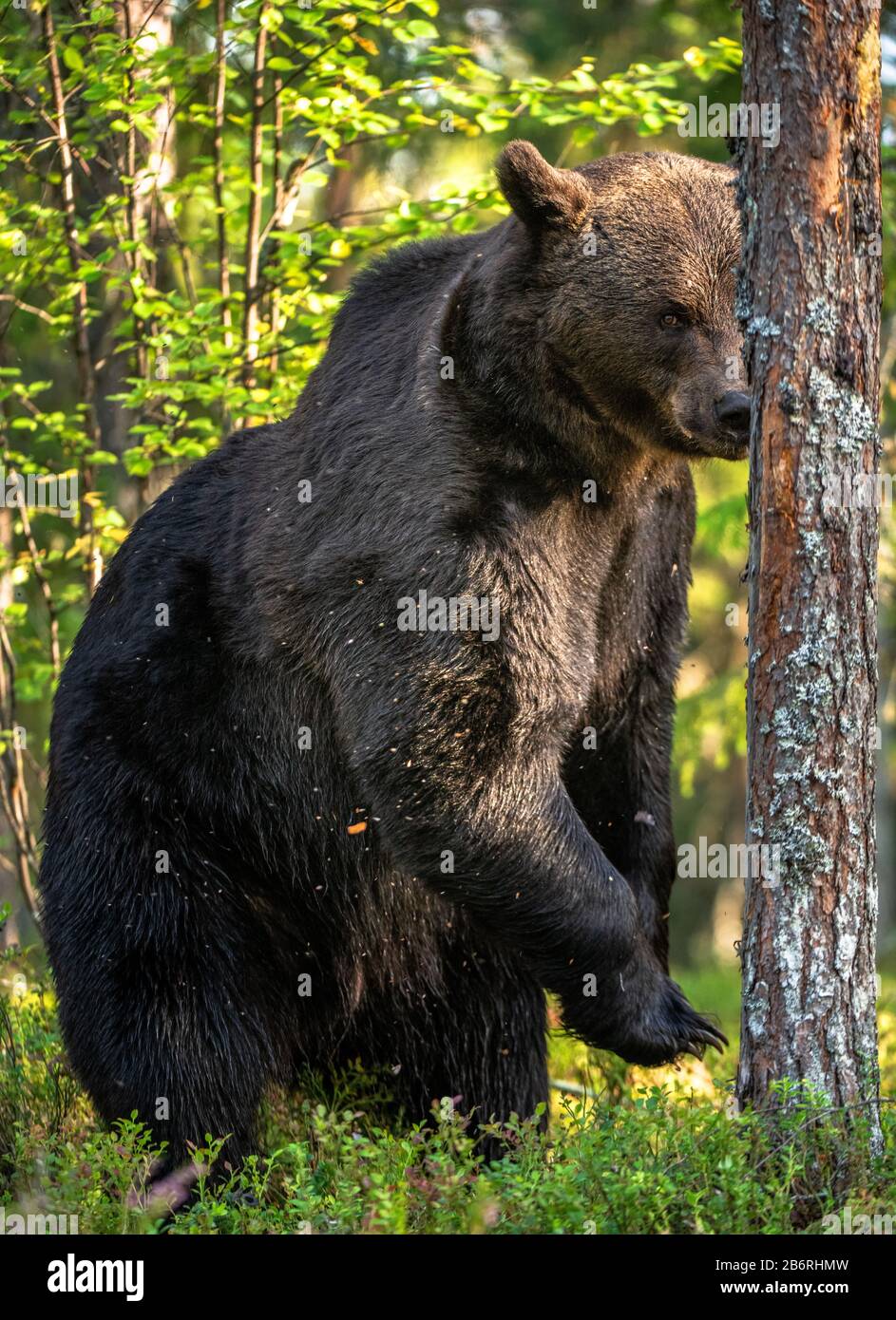 L'ours brun se tient sur ses pattes arrière par un arbre dans une forêt de pins. Mâle adulte d'ours brun dans la forêt de pins d'automne. Nom scientifique: Ursus arctos. Nat Banque D'Images