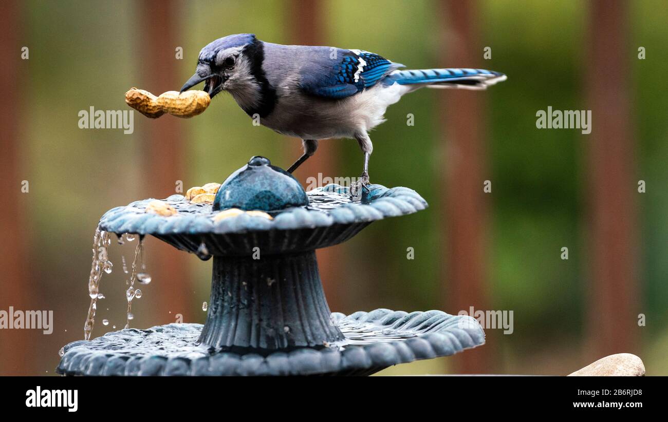 Gros écrou Banque D'Images