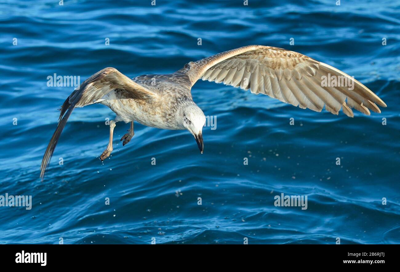 Battant Varech juvénile (Larus dominicanus), également connu sous le nom de la République dominicaine et gull mouette de varech noir soutenu. L'eau bleu de l'océan, l'arrière-plan. Faux Banque D'Images