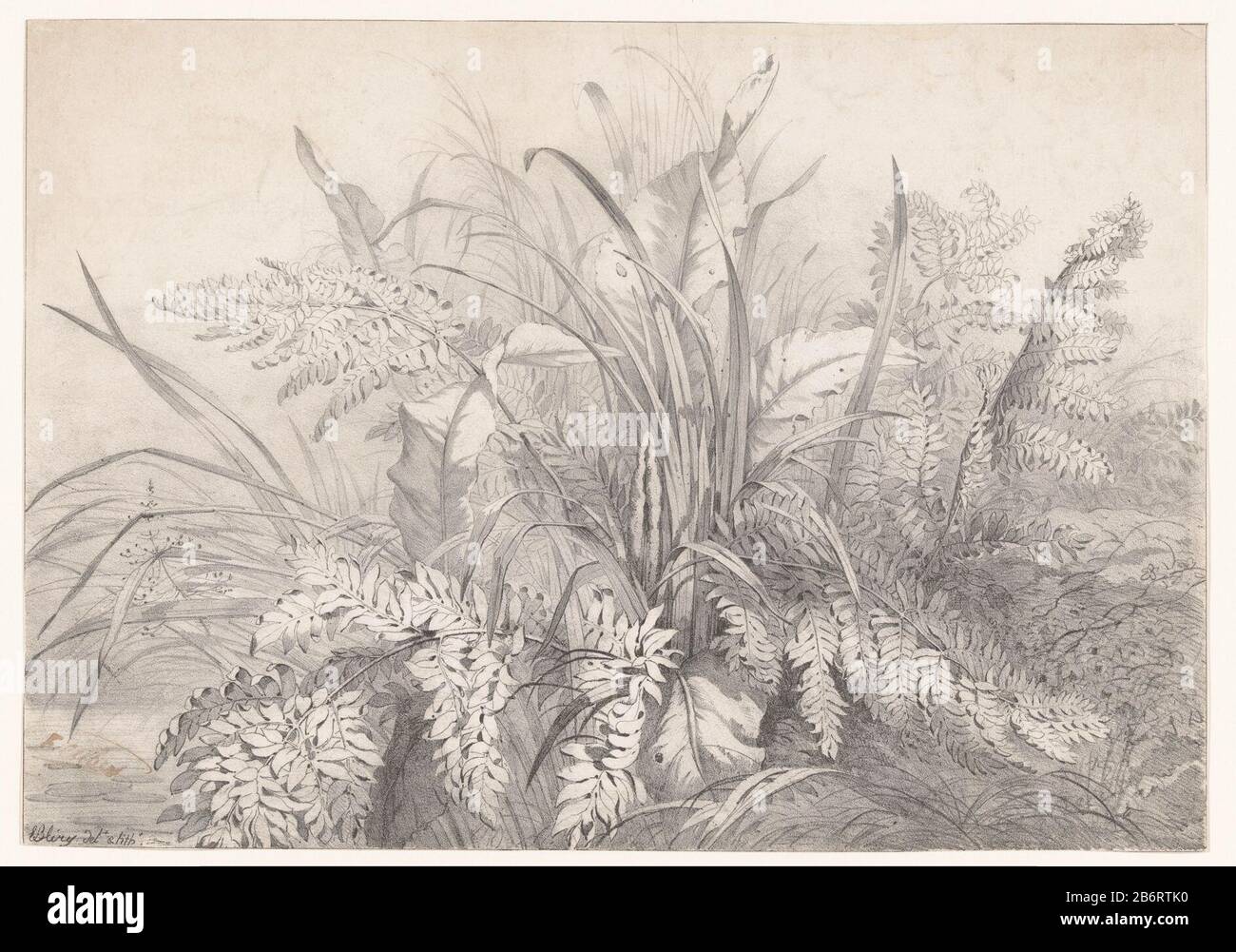 Groep van Various planten Group of Various plants type d'objet: Photo Numéro d'article: RP-P-1940-22 Inscriptions / marques: Annotation, recto, manuscrit: 'F. Marque du collectionneur d'Albers , verso, estampillée: Lugt 2166 marque du collectionneur , verso, estampillée: Lugt 2760 Fabricant : printmaker Eugène Bléry (bâtiment classé) dans son dessin: Eugène Bléry (propriété cotée) Lieu de fabrication: Paris Date: CA. 1848 - ca. 1882 matériau: Technique du papier: Dimensions de la lithographie de craie: Feuille: H 250 mm × W 355 mm Objet: Plantes et ré- Banque D'Images