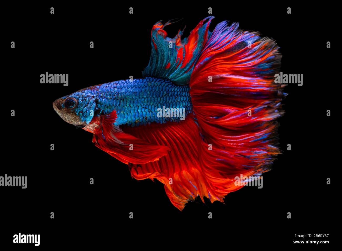 Belle betta splendens demi-lune siamese betta poisson. Lutte de poissons en mouvement sur fond noir. Banque D'Images