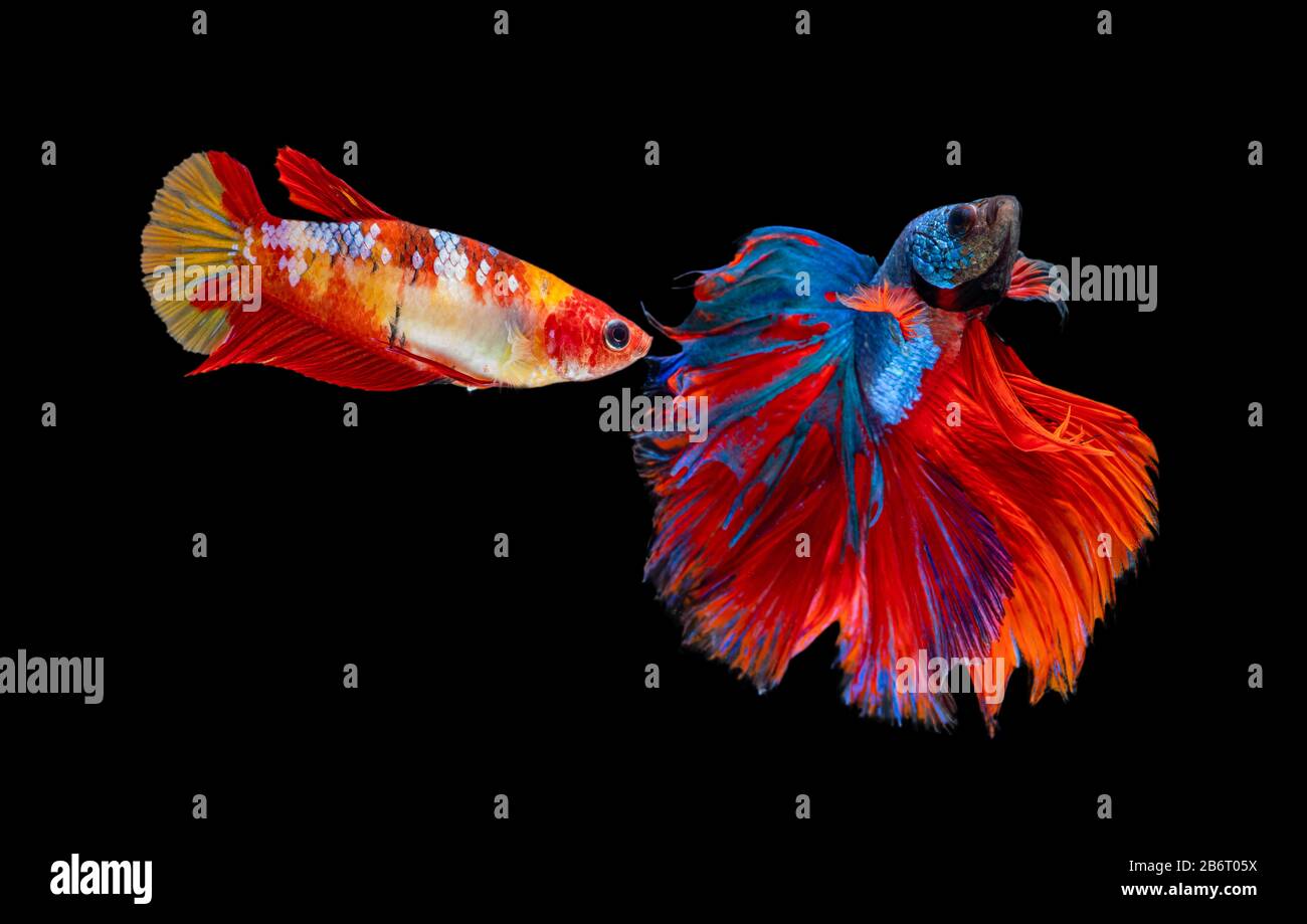 Belle femelle et mâle betta splendens demi-lune siamese betta poisson. Lutte poisson en mouvement sur fond noir. Banque D'Images