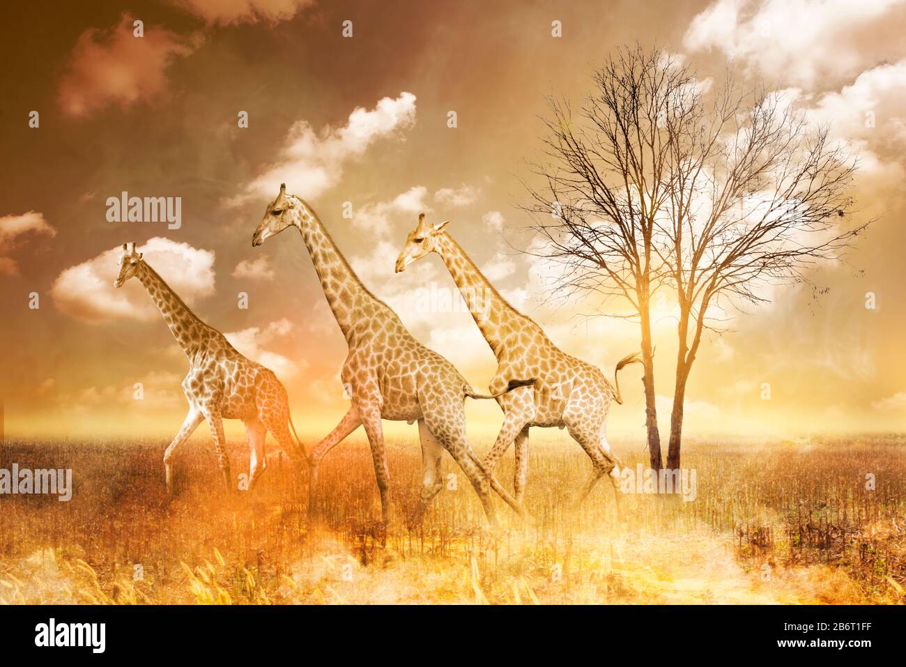 Giraffe avec feu sur fond. Feu de forêt, feu de forêt, forêt brûlante dans la fumée. Banque D'Images