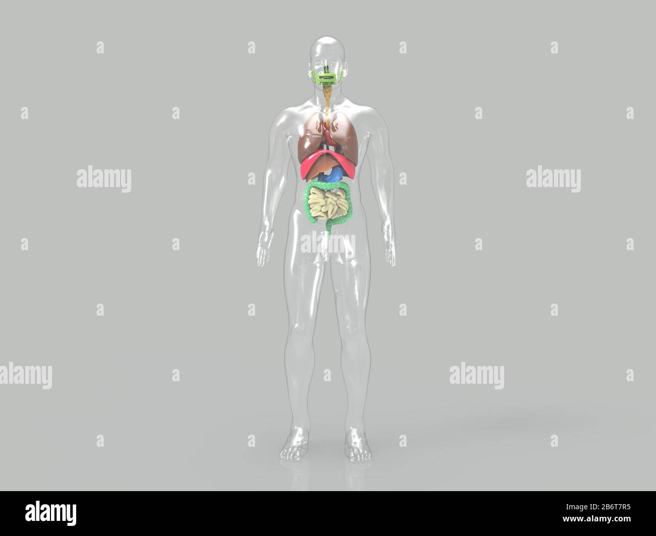 rendu 3d du système anatomique du cœur humain Banque D'Images