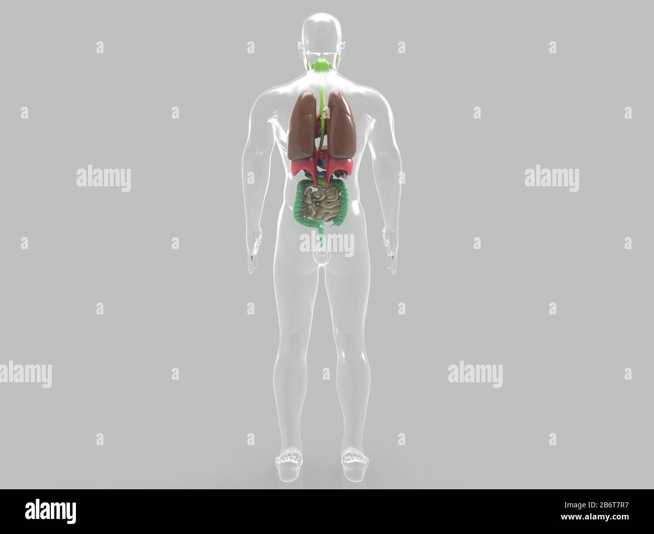 rendu 3d du système anatomique du cœur humain Banque D'Images