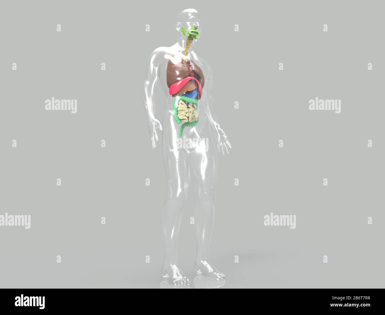 rendu 3d du système anatomique du cœur humain Banque D'Images