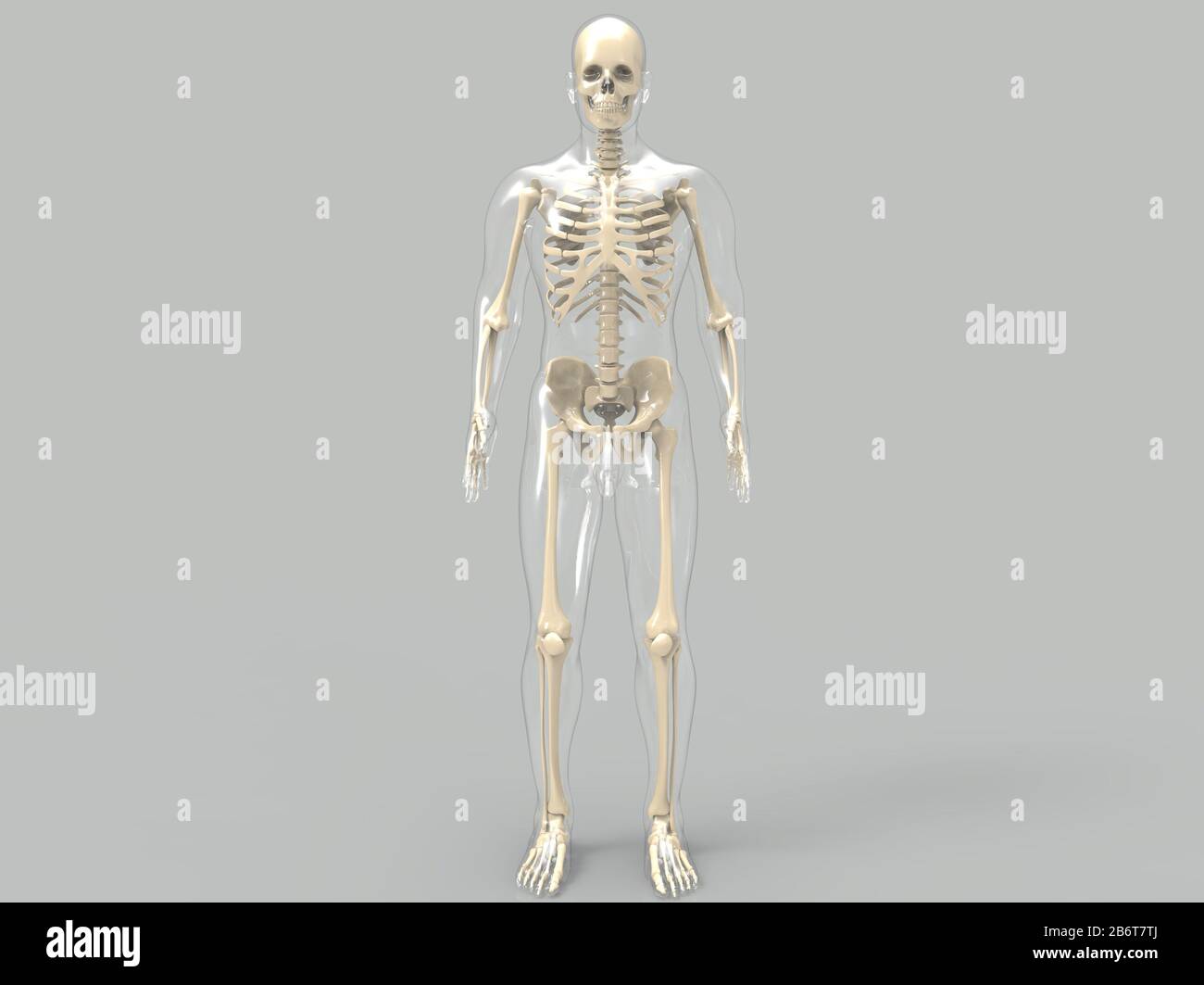 rendu 3d du système anatomique du cœur humain Banque D'Images