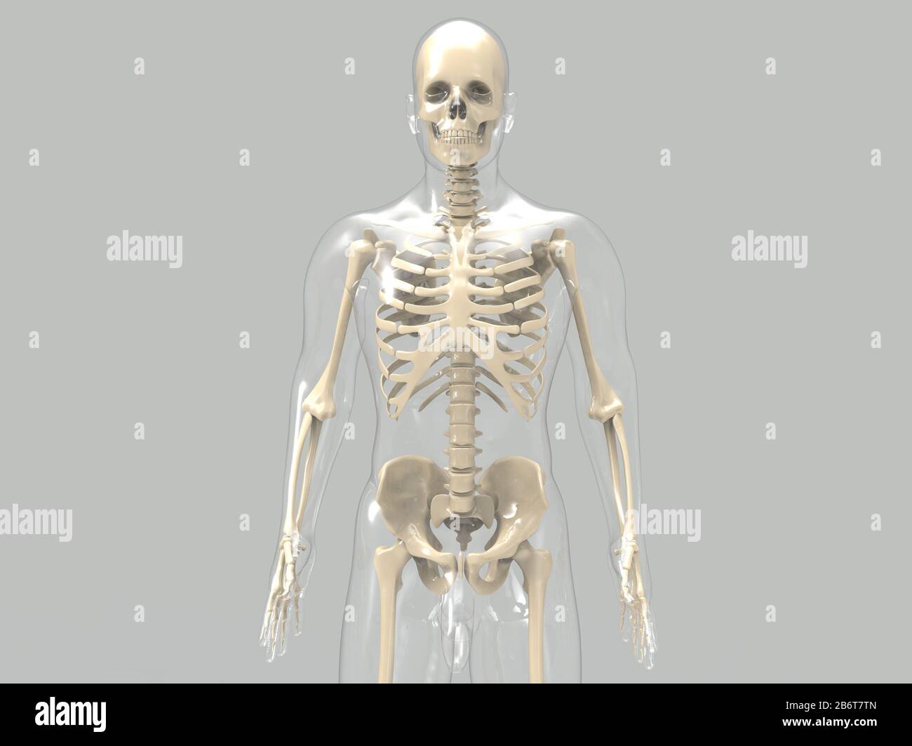 rendu 3d du système anatomique du cœur humain Banque D'Images