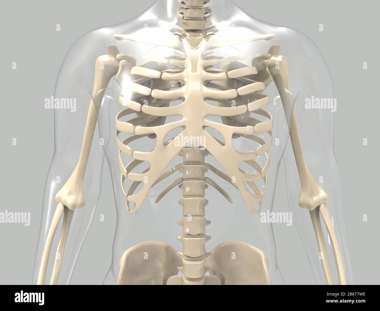 rendu 3d du système anatomique du cœur humain Banque D'Images