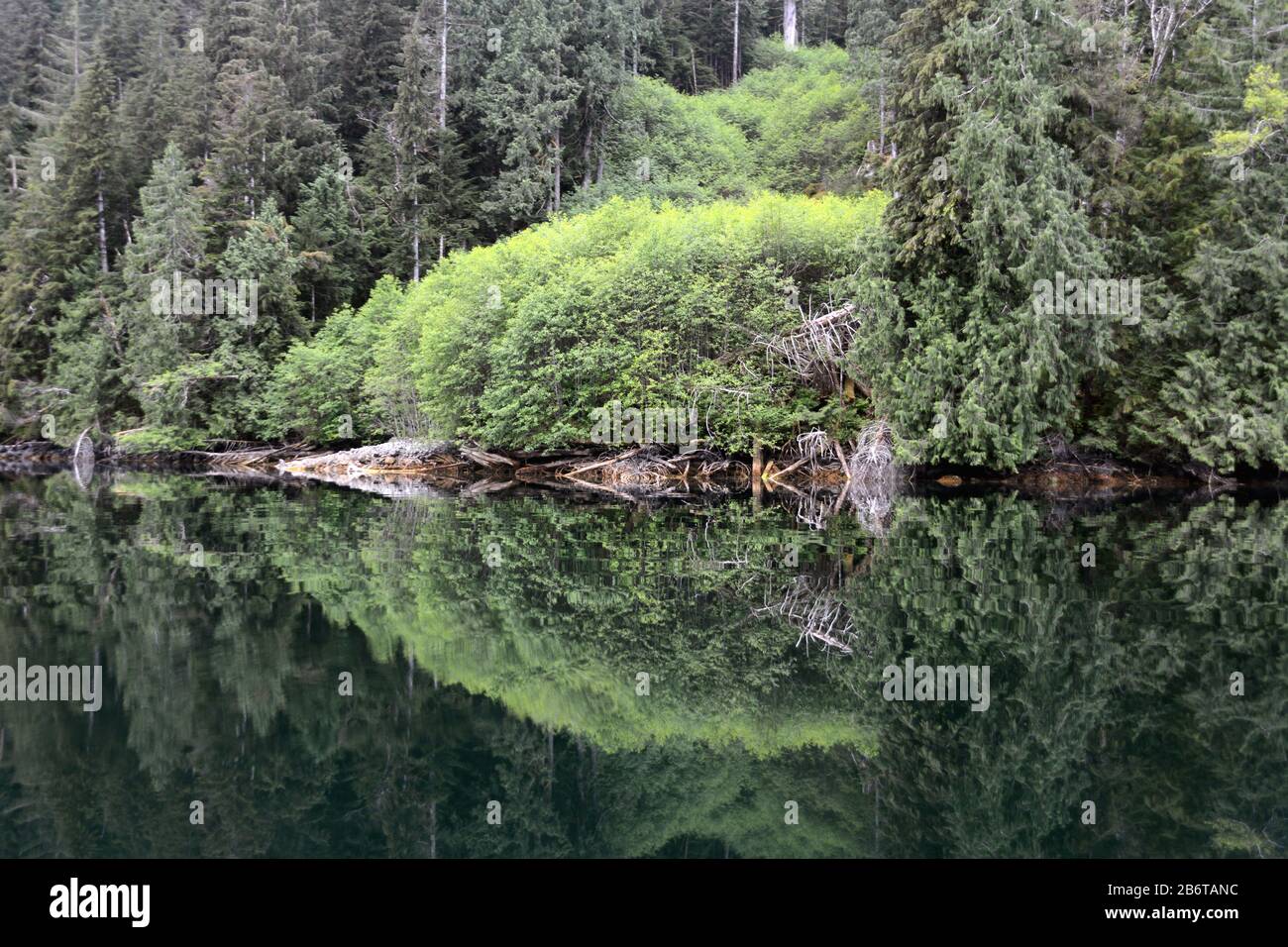 Arbres côtiers tempérés de forêt tropicale reflétés dans l'océan Pacifique à Roscoe Inlet, dans la forêt pluviale de Great Bear, côte de la Colombie-Britannique, Canada. Banque D'Images