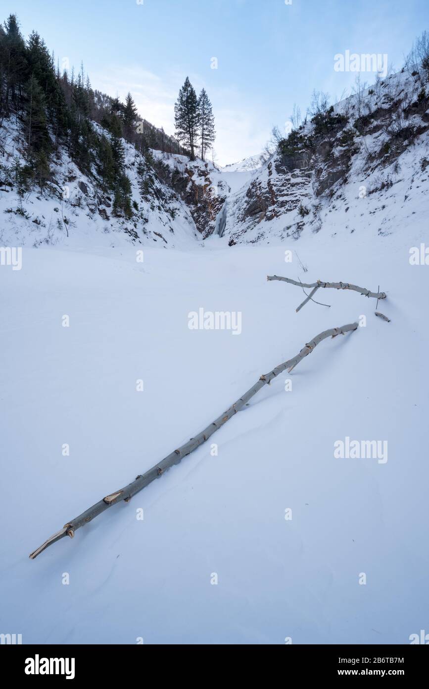 Arbre dépouillé par avalanche, montagnes de Wallowa, Oregon. Banque D'Images