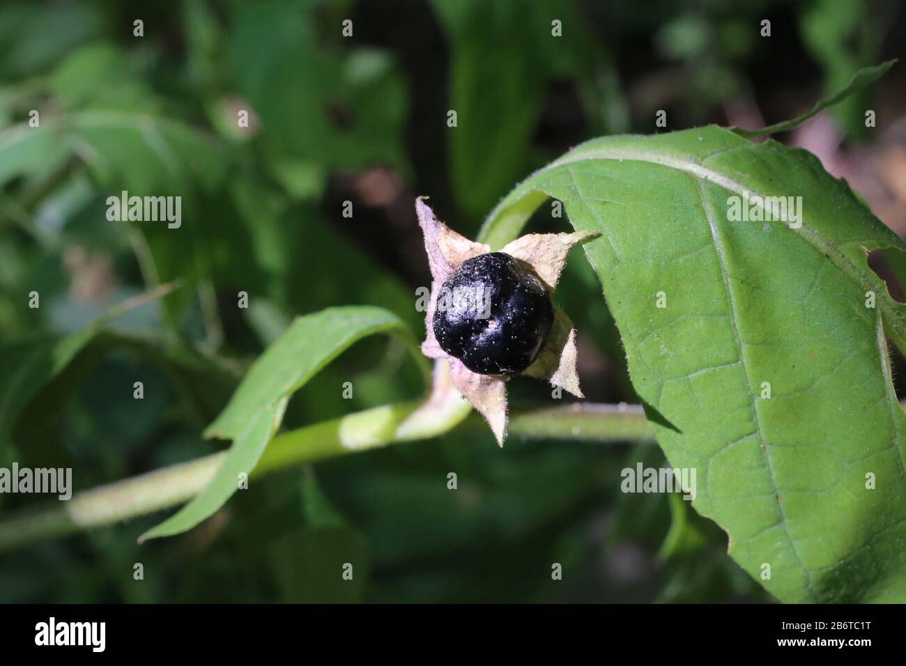 Atropa bella-donna - usine sauvage prise en été. Banque D'Images